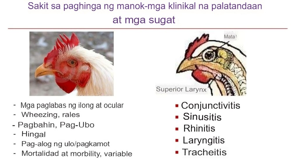 Bakit Hindi Tumitilaok ang Iyong Panabong na Tandang? 