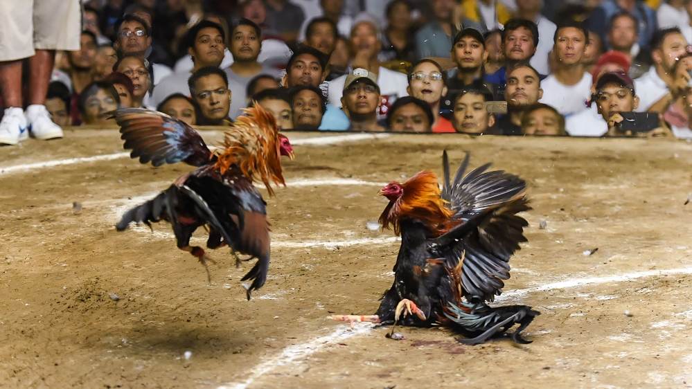  how to Take Care of Fighting Roosters After a Match