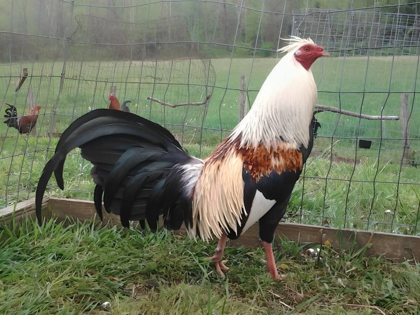 Tamang Paraan ng Pag-aalaga ng Panlabang Manok para Maging Malakas at Masigla