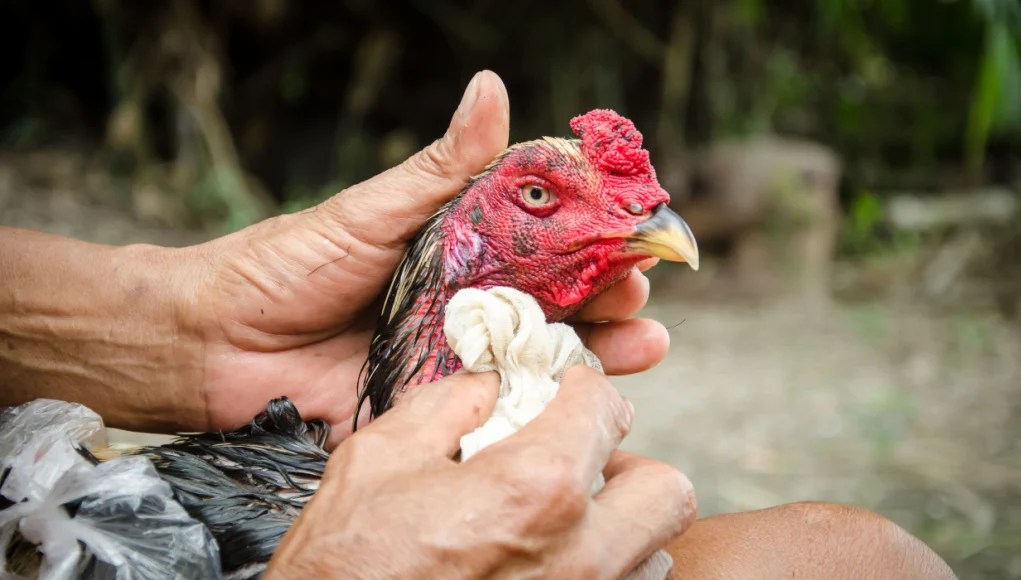  how to Take Care of Fighting Roosters After a Match