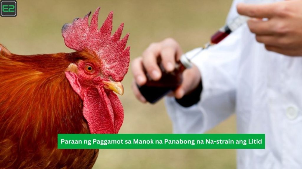 Paraan ng Paggamot sa Manok na Panabong na Na-strain ang Litid