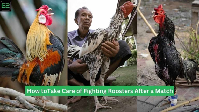 how to Take Care of Fighting Roosters After a Match