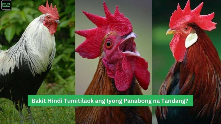 Bakit Hindi Tumitilaok ang Iyong Panabong na Tandang?