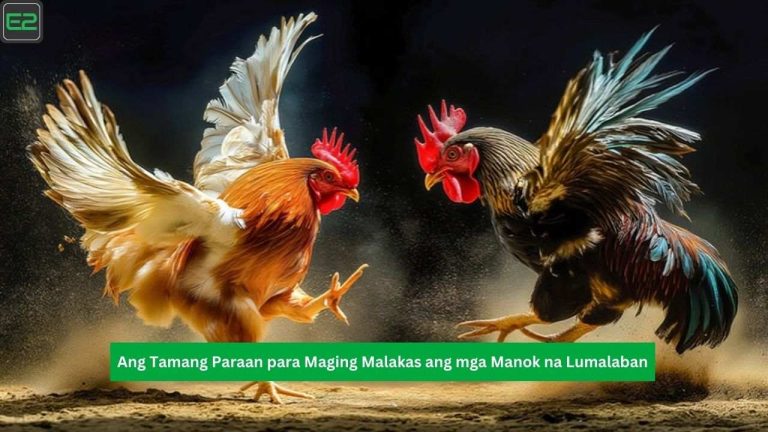 Tamang Paraan ng Pag-aalaga ng Panlabang Manok para Maging Malakas at Masigla