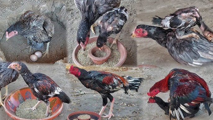  how to Take Care of Fighting Roosters After a Match