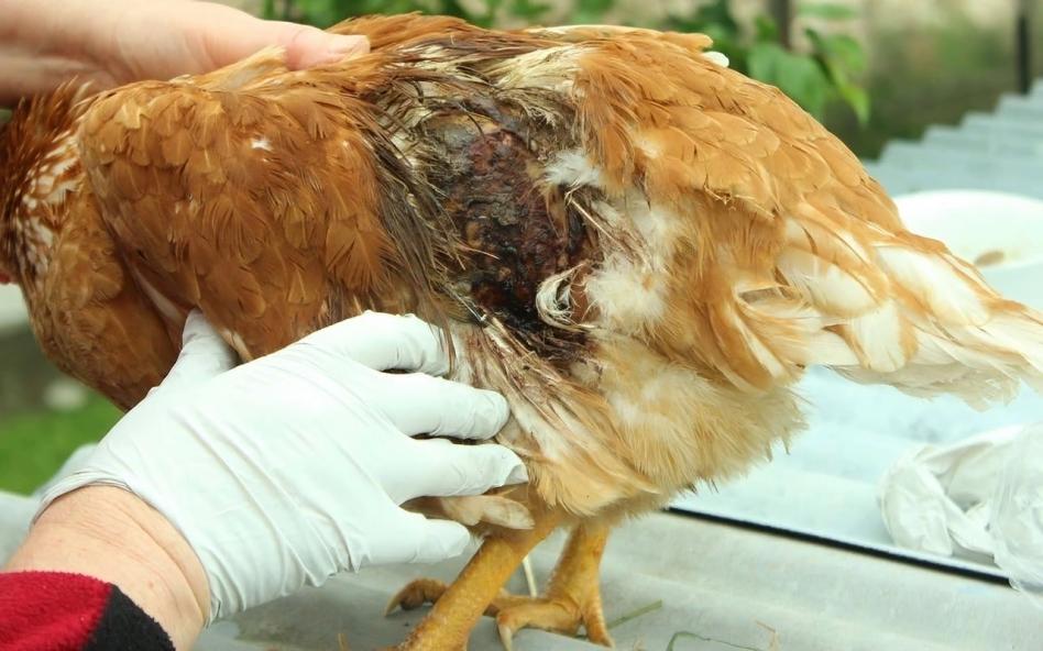 Paraan ng Paggamot sa Manok na Panabong na Na-strain ang Litid – Detalyadong Gabay Mula sa Mga Eksperto